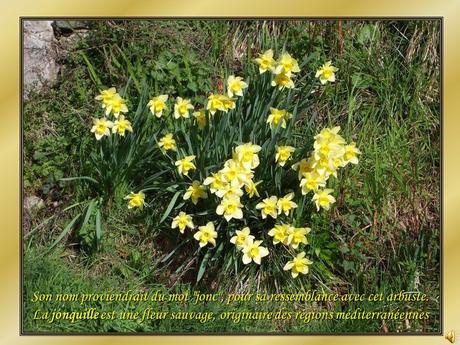 Le Pintemps et les fleurs