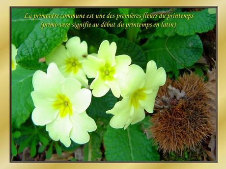 Le Pintemps et les fleurs