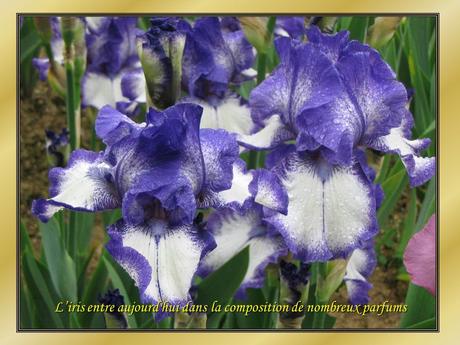 Le Pintemps et les fleurs