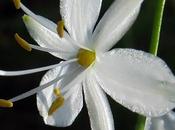 Phalangère rameuse (Anthericum ramosum)