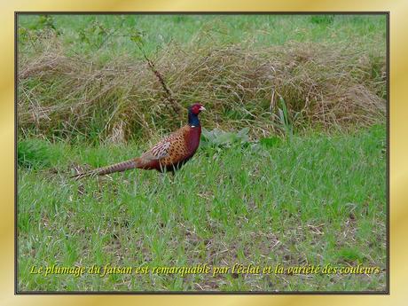 Le Pintemps - Les oiseaux