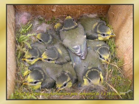 Le Pintemps - Les oiseaux