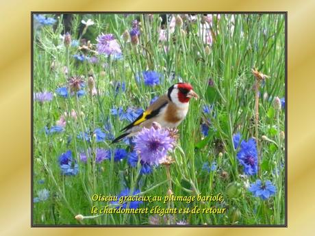 Le Pintemps - Les oiseaux