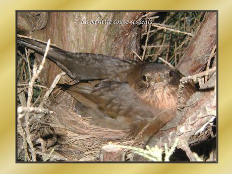 Le Pintemps - Les oiseaux