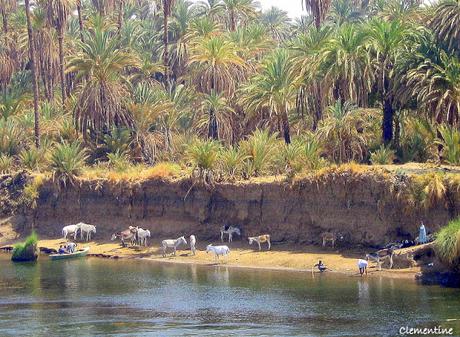 Voyage en Egypte - Croisière sur le Nil