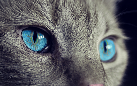 Cat, Cat S Eyes, Yeux Bleus, Chat Gris