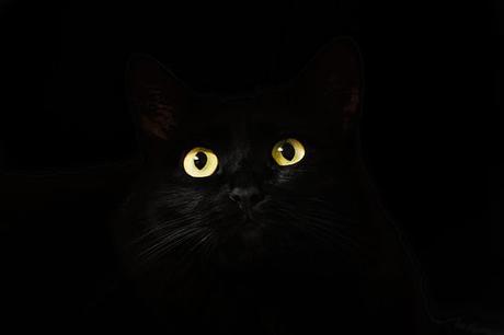 Cat S Eyes, Cat, Black, À La Recherche