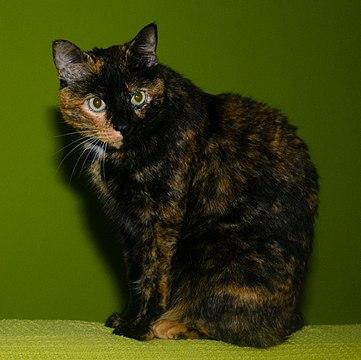 Écaille de tortue foncée.