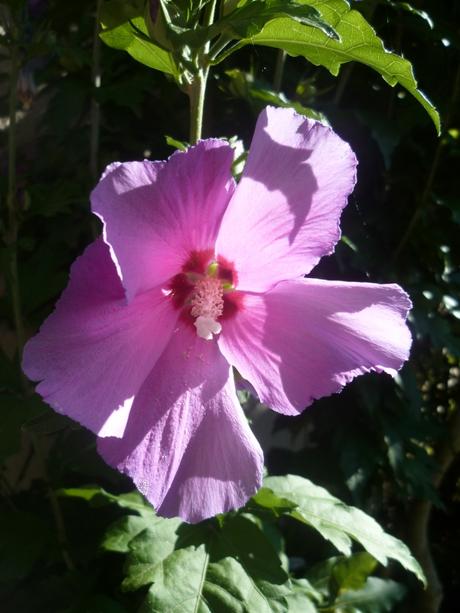 fleurs,plantes,pétunias,hibiscus,fruits,figues,été,saison,chaleur