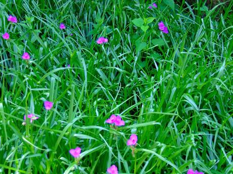 Shakshuka avec oeuf végétal Shakshuka avec oeuf végétal