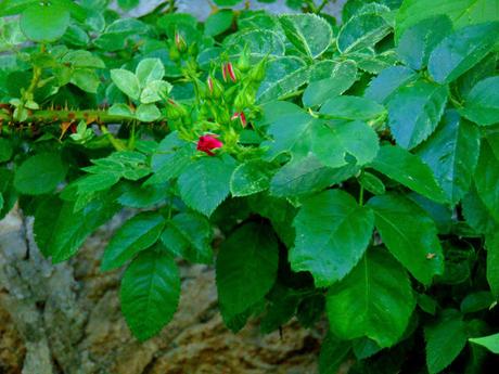 Shakshuka avec oeuf végétal Shakshuka avec oeuf végétal