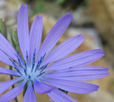 Laitue vivace (Lactuca perennis) Laitue vivace (Lactuca perennis)