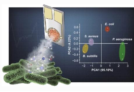 Ce nez artificiel permet une surveillance bactérienne continue y compris à travers les métabolites volatils émis dans l'air (Visuel Nano-Micro Letters). 