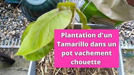 Plantation d'un Tamarillo dans un pot vachement chouette ! (vidéo)