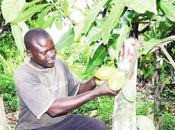 Cameroun Café-cacao Plus milliards pour guichet producteurs