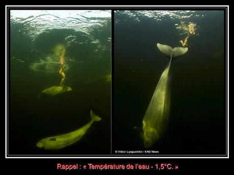 La Russie - La Sirène et les Bélugas