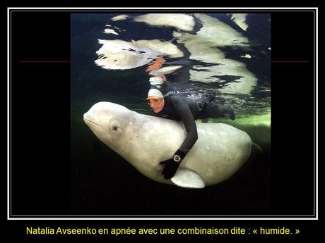 La Russie - La Sirène et les Bélugas