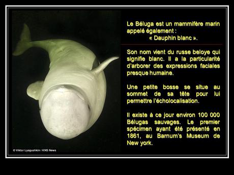 La Russie - La Sirène et les Bélugas