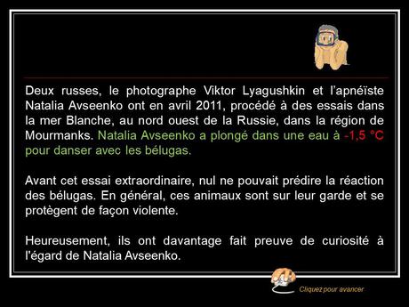 La Russie - La Sirène et les Bélugas
