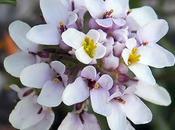 Ibéris Viollet (Iberis intermedia subsp. violletii)