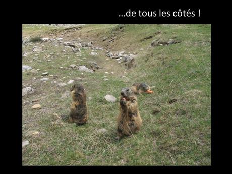 La France - Les Marmottes