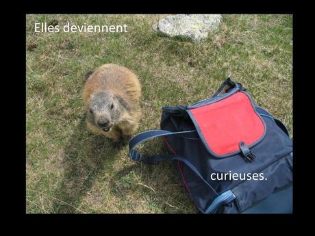 La France - Les Marmottes