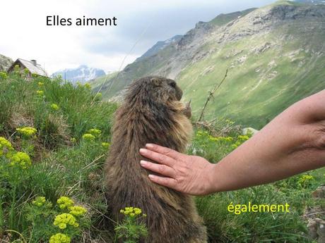 La France - Les Marmottes