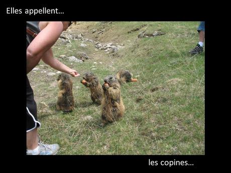 La France - Les Marmottes