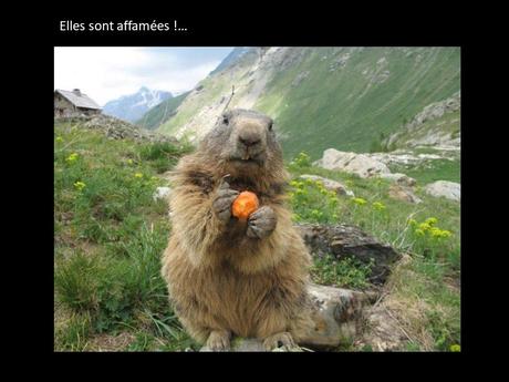 La France - Les Marmottes