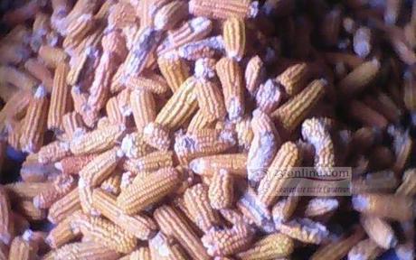 Cameroun – Marchés : Les prix du Maïs sec ont gonflé
