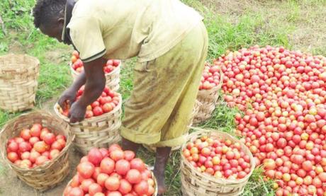 Cameroun :  Une spectaculaire montée des prix de la Tomate