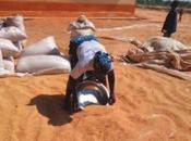 Régions septentrionales L’Office céréalier mettre vente sacs céréales