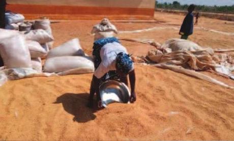 Régions septentrionales : L’Office céréalier va mettre en vente 10 000 sacs de céréales