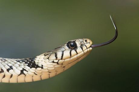 Pourquoi acheter une pince de serpent ?