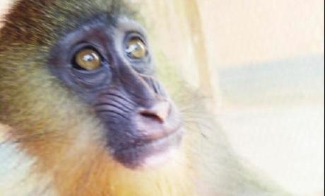 Cameroun : Une femme interpellée avec un mandrill à Mintom