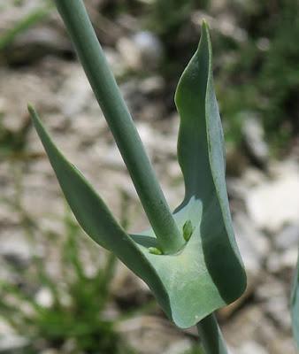 Chlore perfoliée (Blackstonia perfoliata)