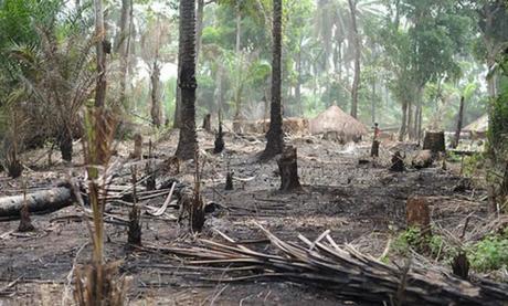 Cameroun : 225 experts pour la protection de la nature autour du bassin du Congo à Douala