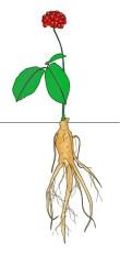 Ginseng : quels effets sur notre énergie et notre bien-être ? 🏋🧘 Ginseng : quels effets sur notre énergie et notre bien-être ? 🏋🧘