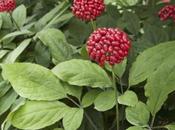 Ginseng quels effets notre énergie bien-être