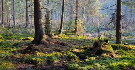 UE : plantation de 3 milliards d’arbres d’ici 2030