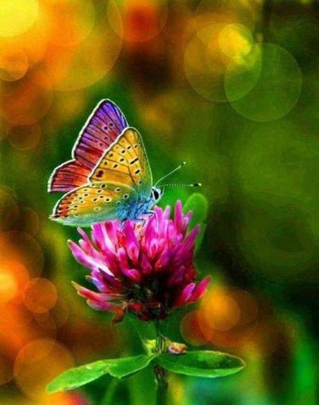 Divers - Beauté de la Nature - Les papillons - 1