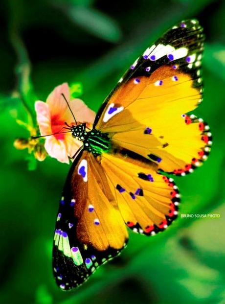Divers - Beauté de la Nature - Les papillons - 1