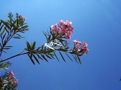 Divers - Un magnifique poème
