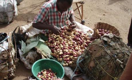 Cameroun : Ils ont bâti des maisons grâce au commerce de la Kola