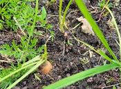 Comment créer tout premier potager facilement