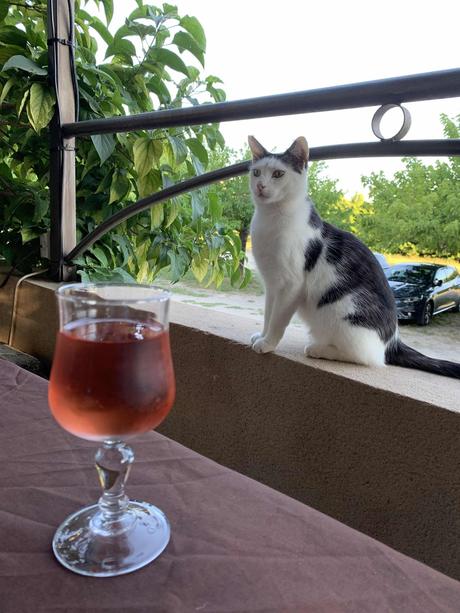 Chat va bien mais… Chat va bien mais…