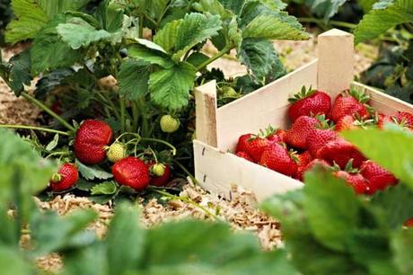 4 astuces pour réussir la culture des fraises !