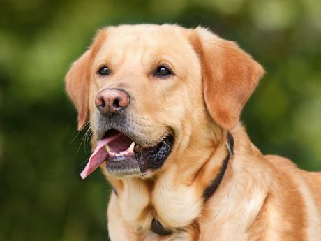 Comment soigner l’hygiène dentaire des chiens ?