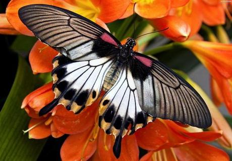 Divers - Beauté des papillons - 2