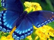 Divers Beauté papillons